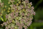 Common milkweed